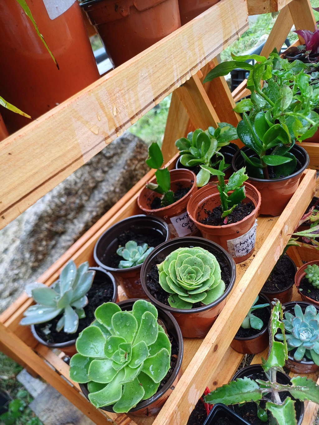 Houseplants and more