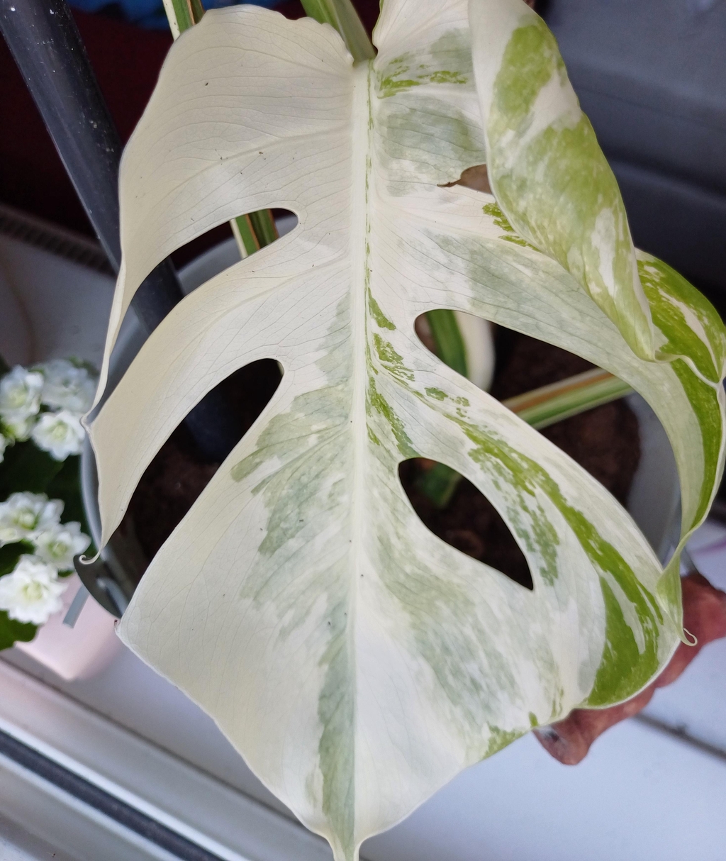 banner_image