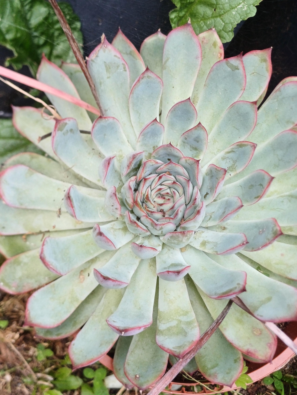 banner_image