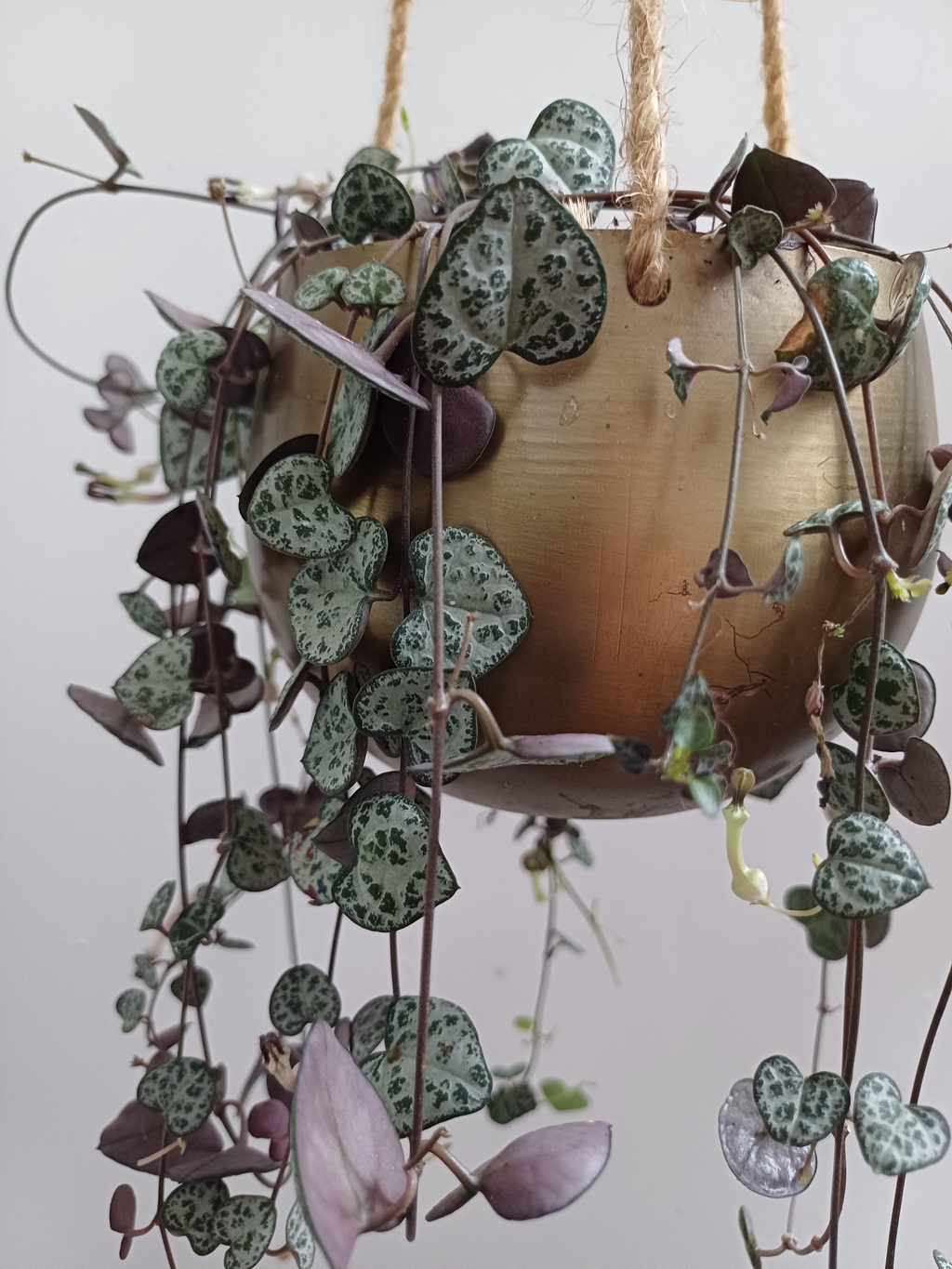 banner_image