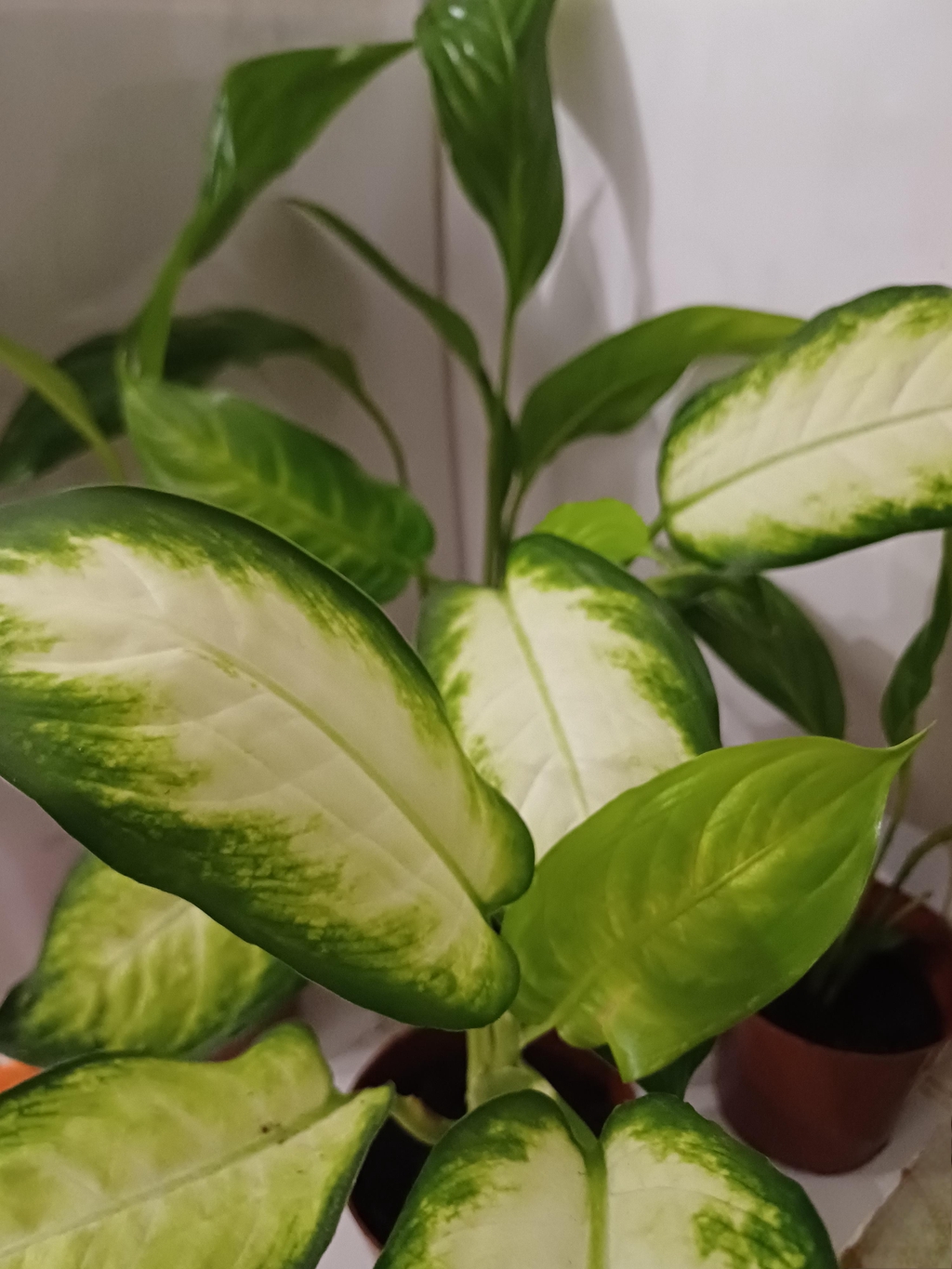 banner_image