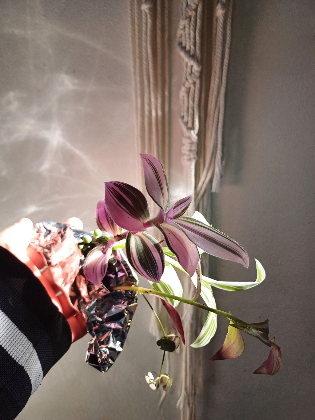 banner_image