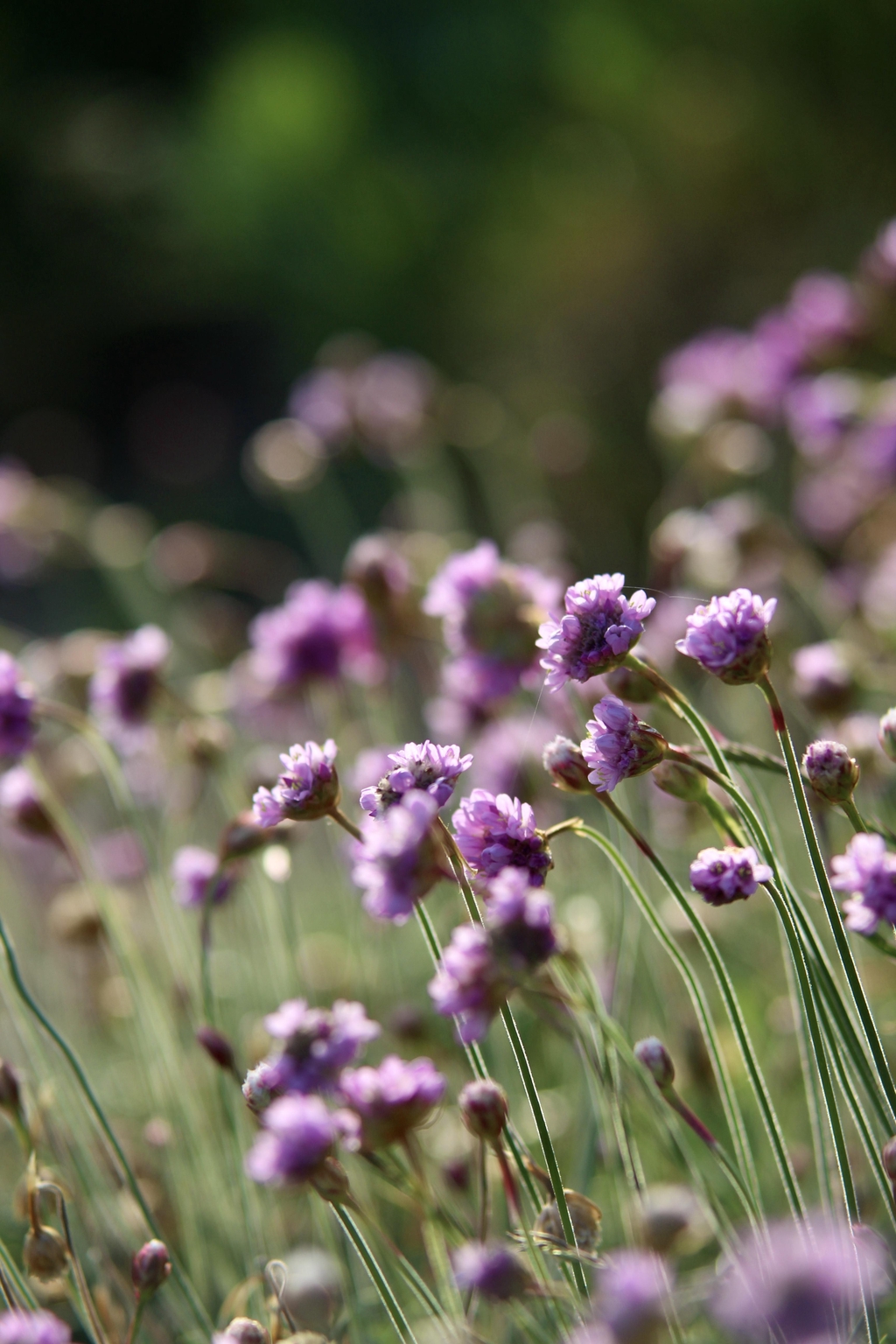 Photographie de fleurs, capturée moi-même.