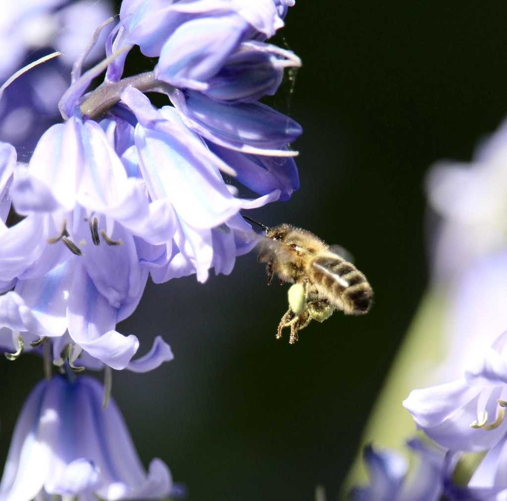 Photographie d'une abeille avec des baluchons de pollen sur les pattes, capturée moi-même.