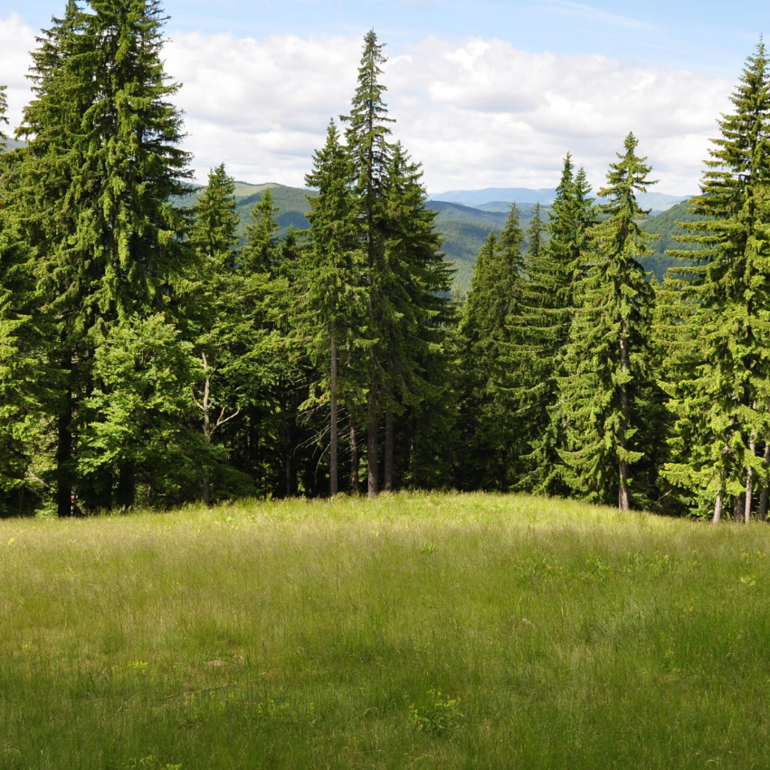foret d'été