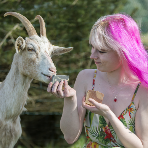 Savon artisanal au lait de mes chèvres Boukou haute marne