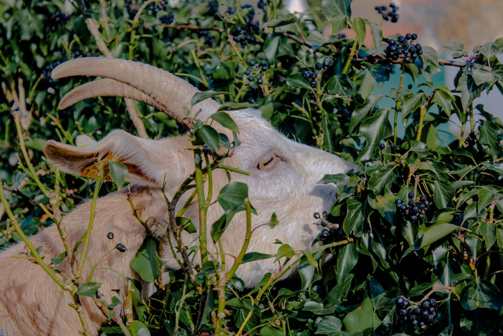 Savon au lait de mes chèvres