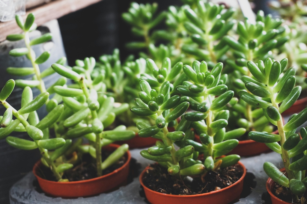 banner_image
