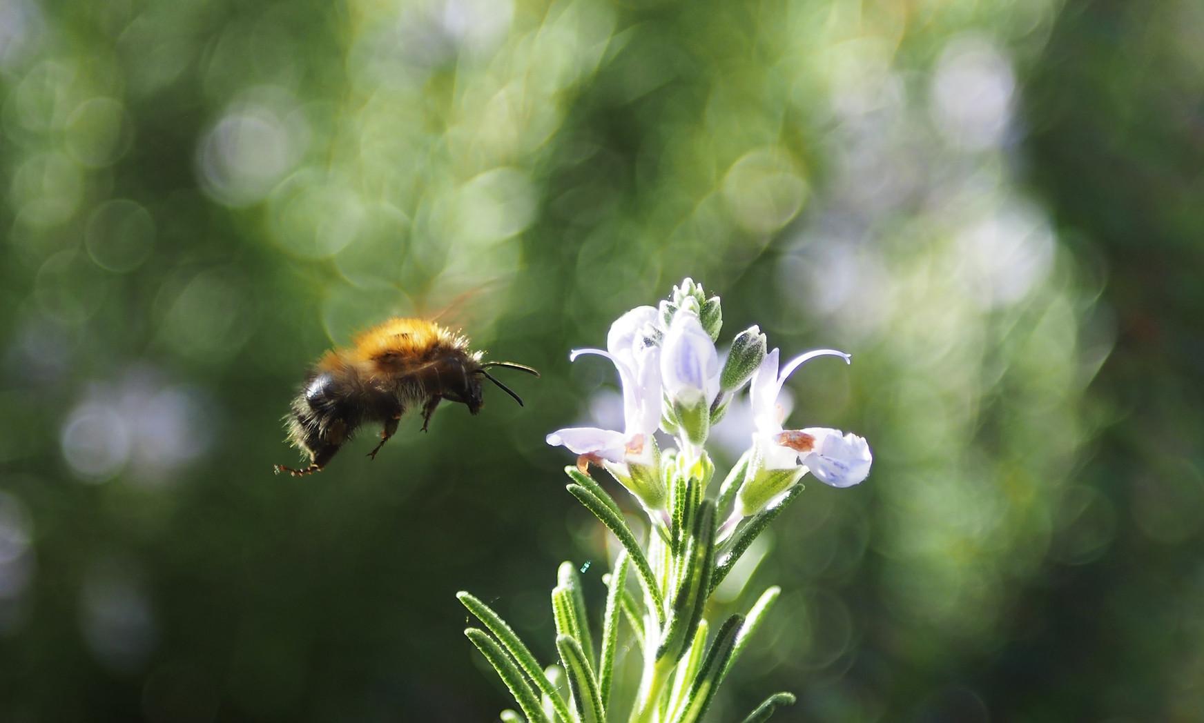 Bee on rosemary flower