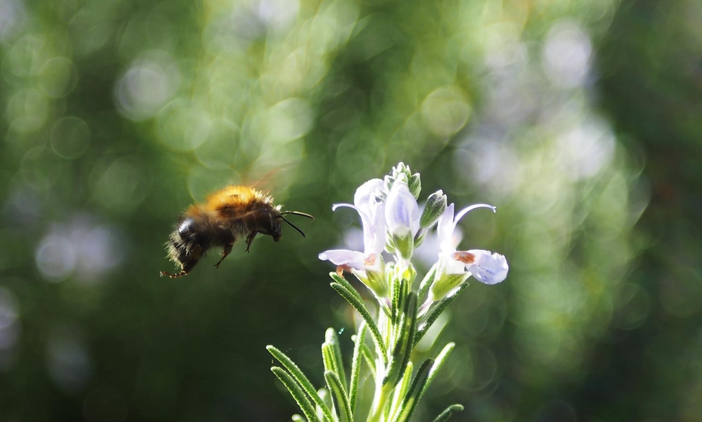 Bee on rosemary flower