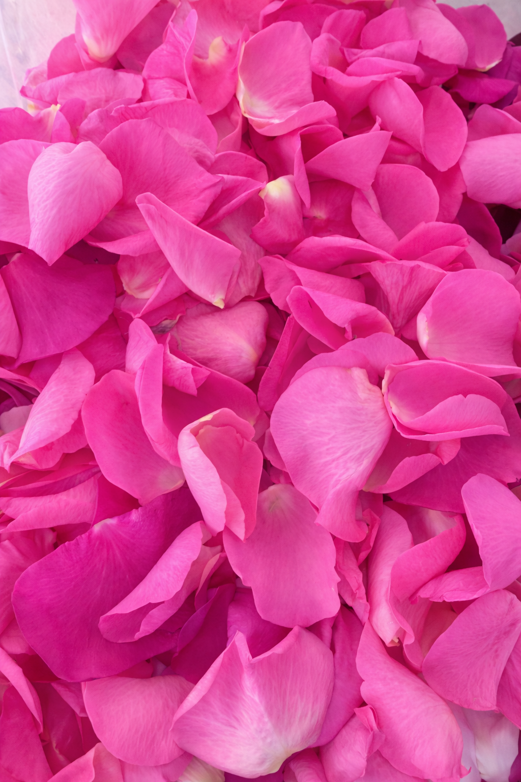 Pink seasonal flowers by Petal Icon Floristry