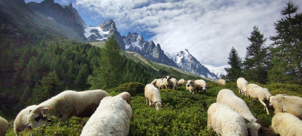 Bergerie les breb's de pitchoune 
Du savon au lait de brebis et de la laine pour du tricot et du feutre!