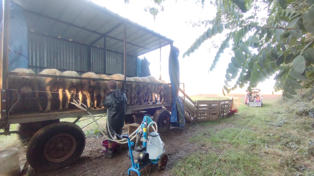 La traite en plaine!