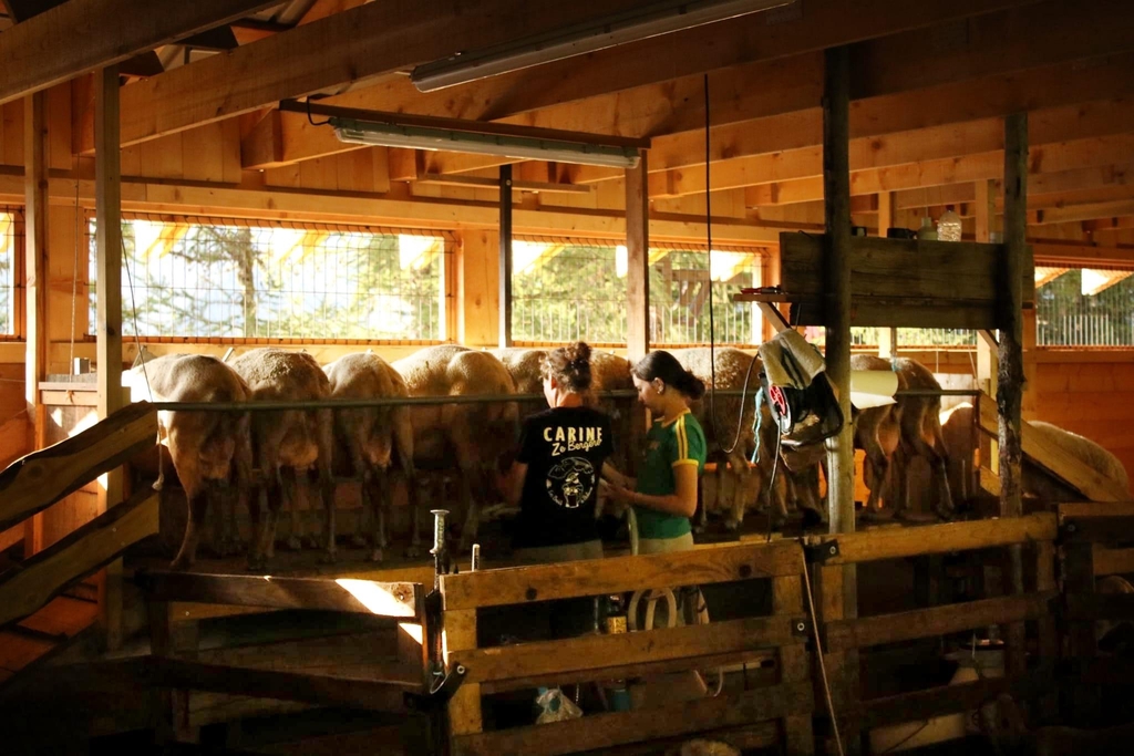La salle de traite en montagne 