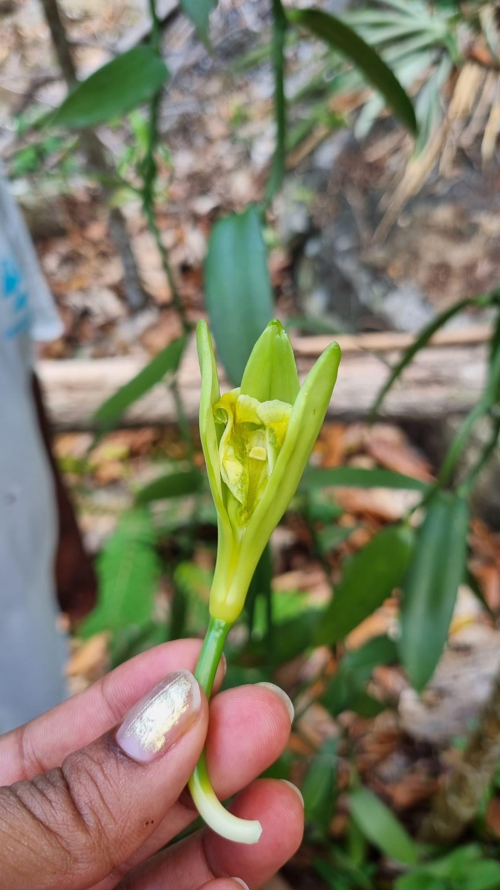 Fleur de vanille