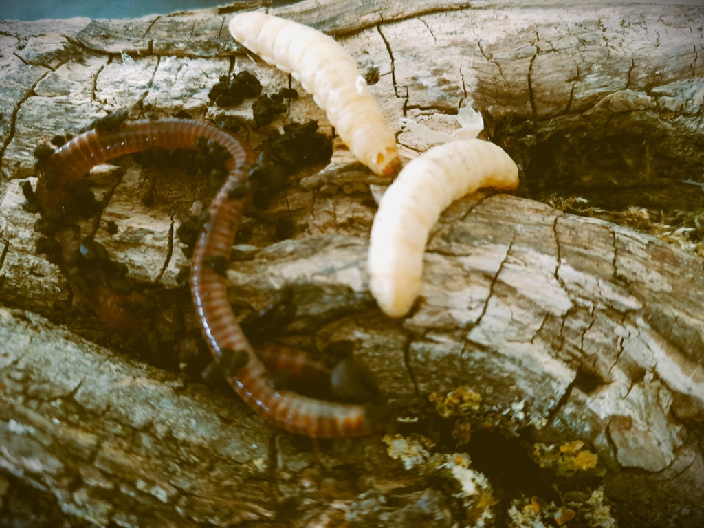 product_list_image_cover