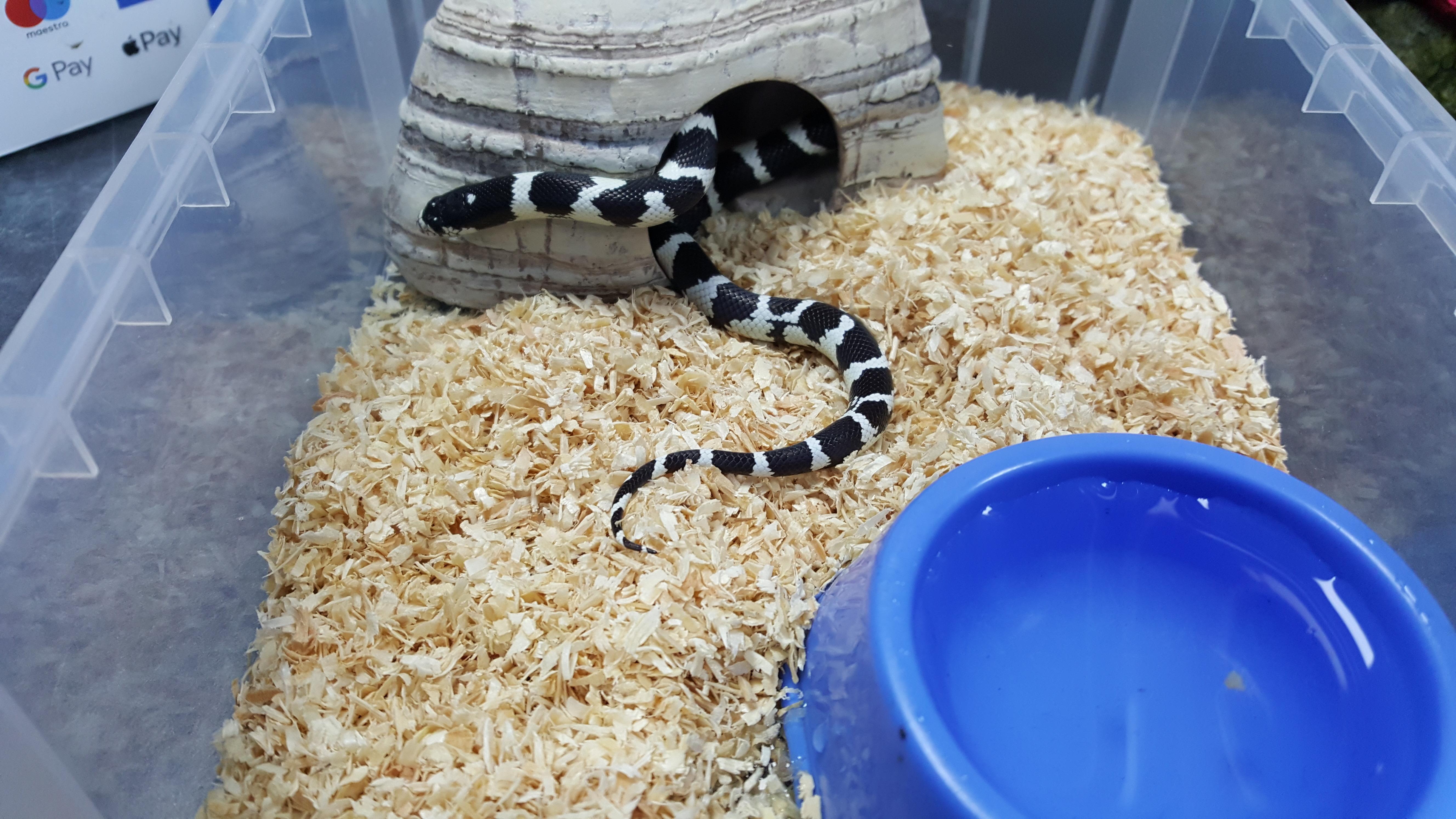 Don't forget we're not just a fish shop we also do have a nice selection of reptiles and equipment and Dry goods   . Please find us on Google maps or call 07597723310