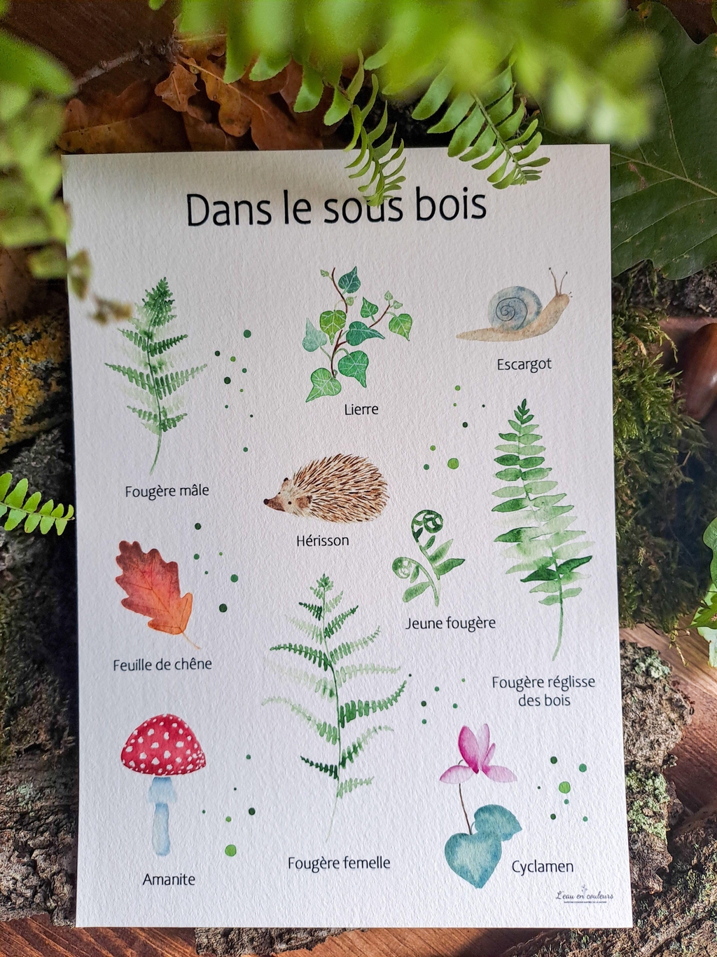 Collection Sous-bois