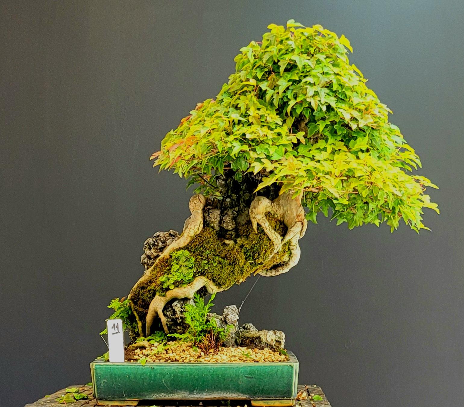 bonsaï feuillus