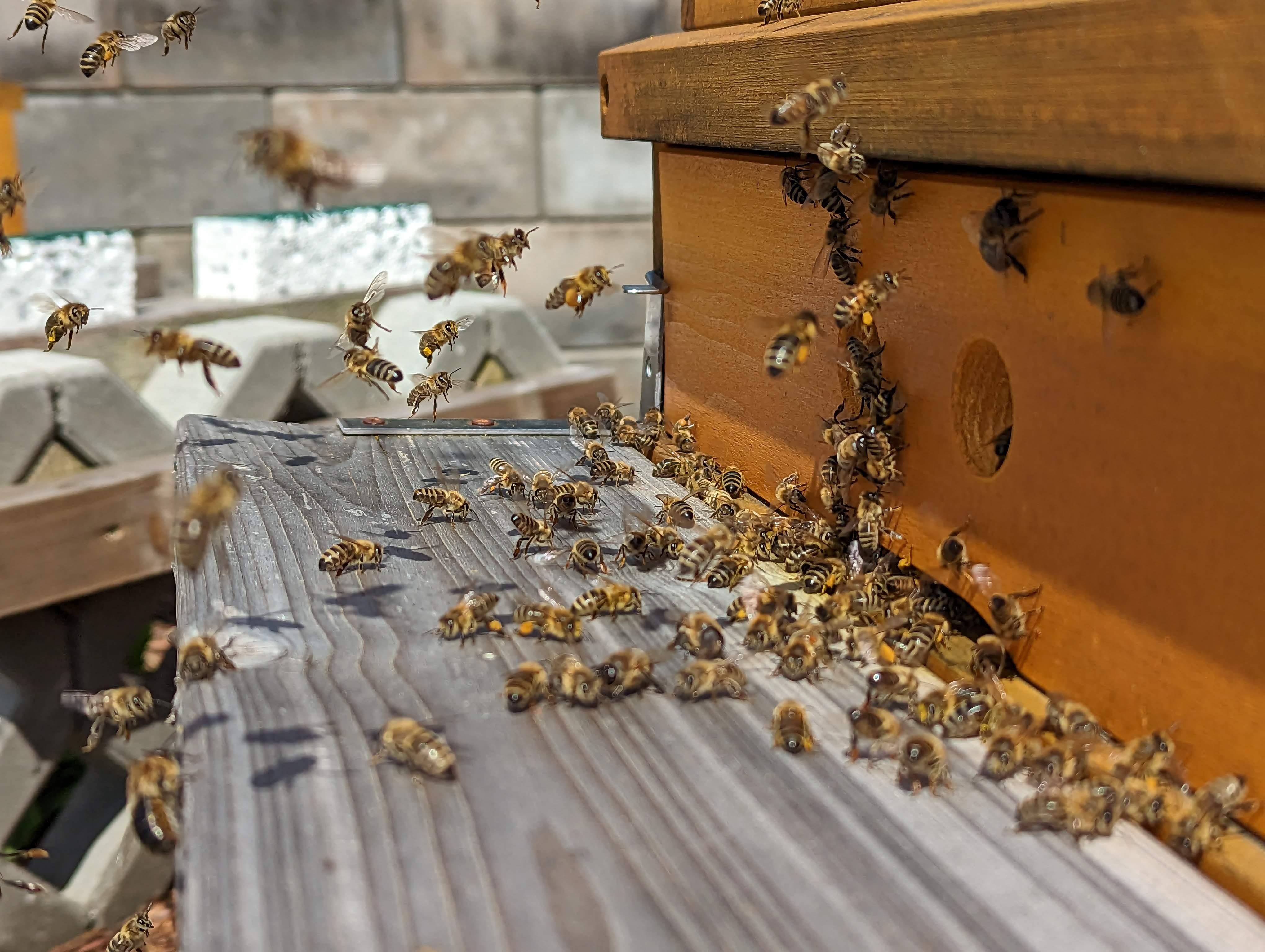 Bienen vor dem Flugloch