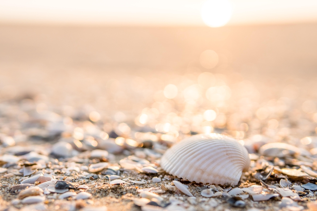 Seashell-coquillage 