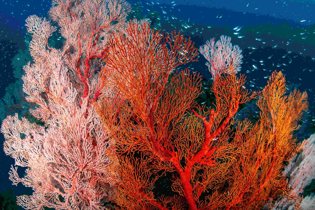 Le Corail rouge 