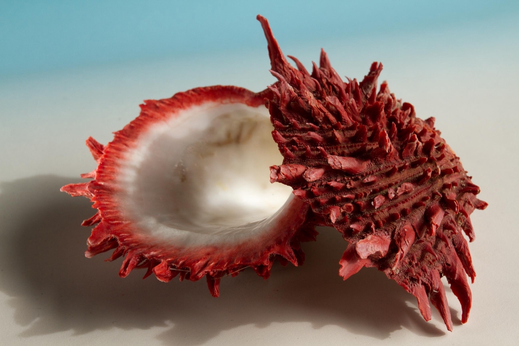spiny oyster shell