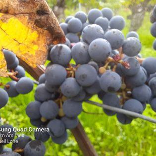 Nos cépages                 
Cabernet Franc & Chenin