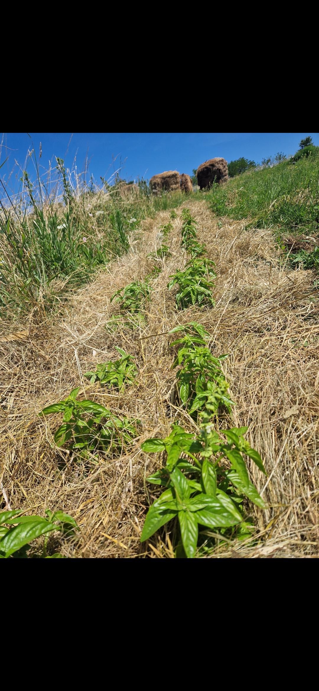 banner_image