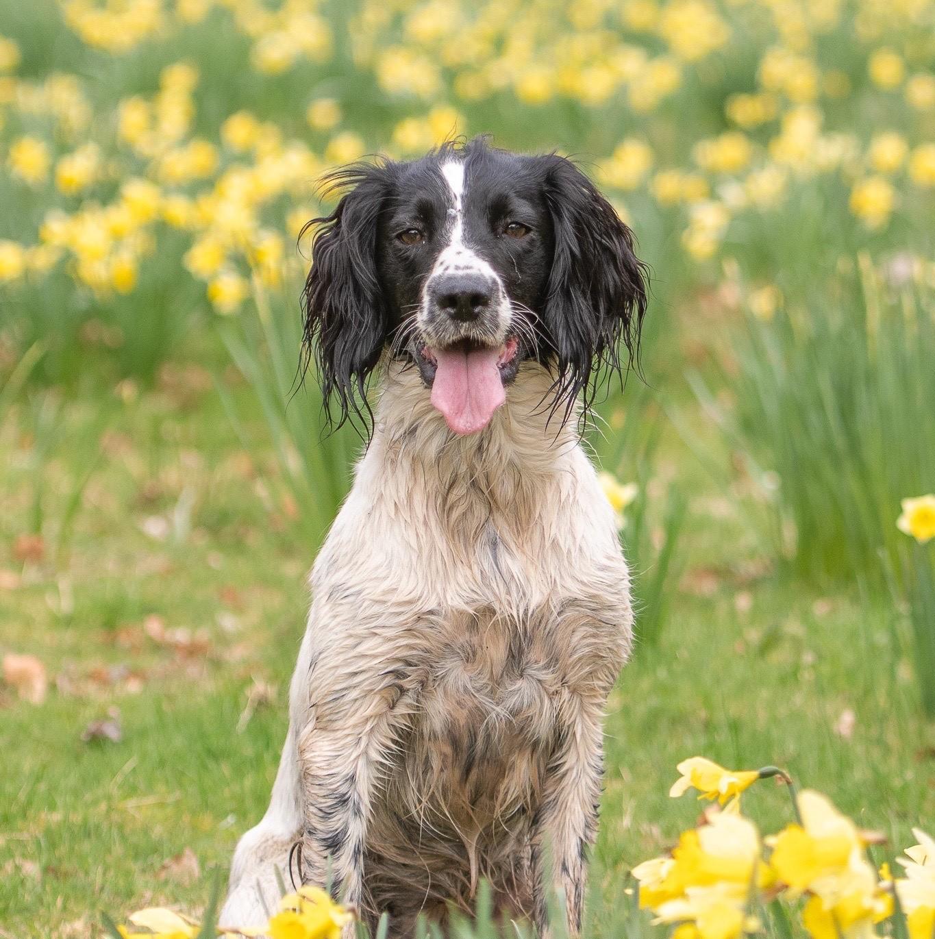 The quality of your reference image plays a significant role in the final result. A clear, well-lit photograph allows me to capture the finest details and true character of your animal.
For best results:
Use natural light (outdoors or near a window)
Ensure the image is sharp and in focus
Photograph at your pet’s eye level
Avoid heavy shadows or overexposed areas
Choose a pose that reflects their personality
If you’re unsure, I’m always happy to help you select the most suitable image.