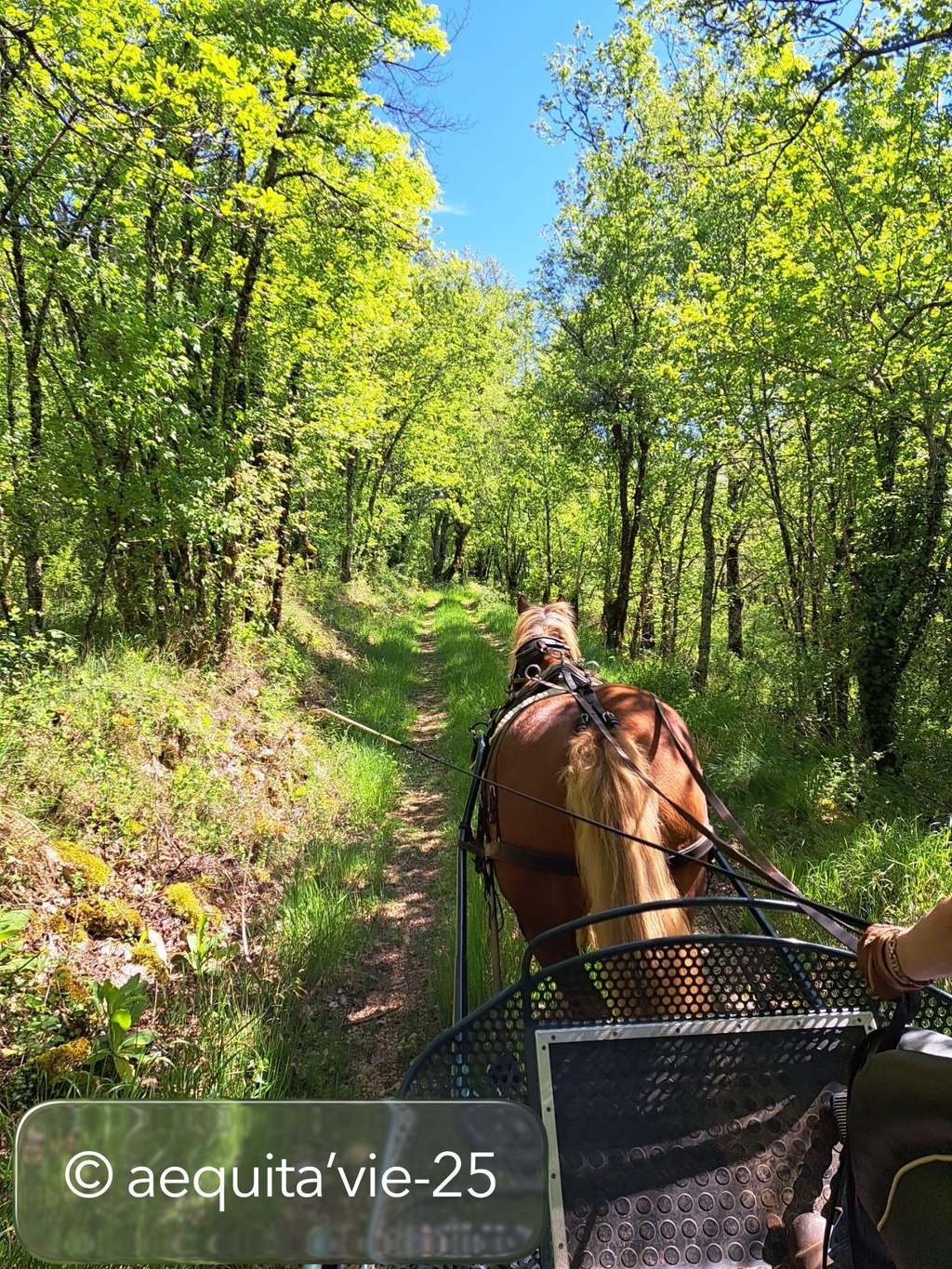 Balade en calèche en famille, en couple, entre amis.