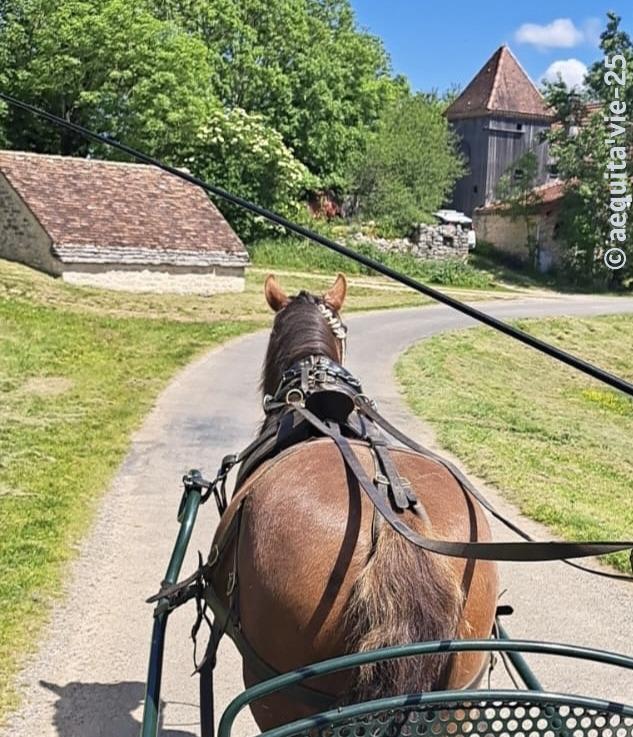Lot Tourisme, Balade en Calèche, balade à cheval.