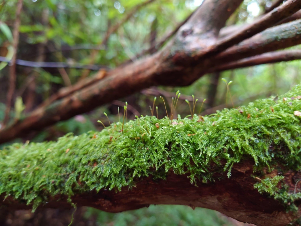 Green Dragon Forest 
Temperate Rainforest