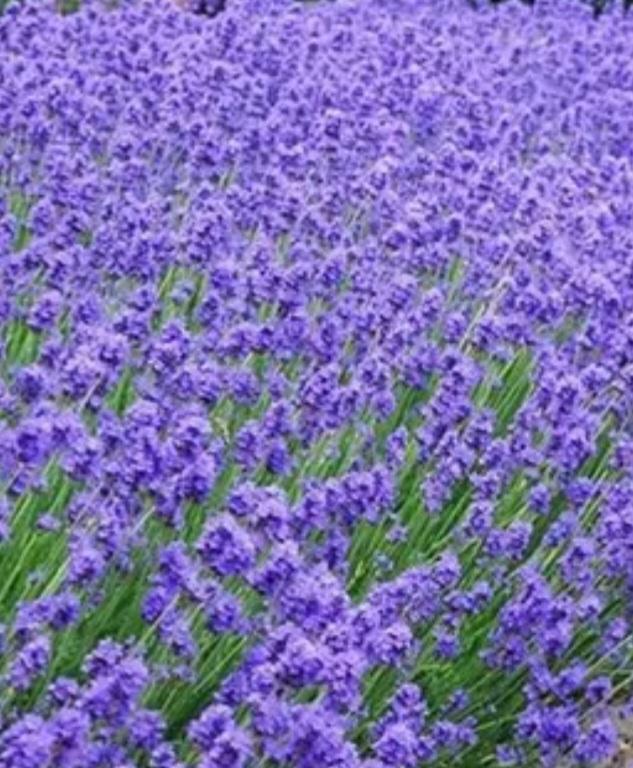 LA LAVANDE fondants parfumés 