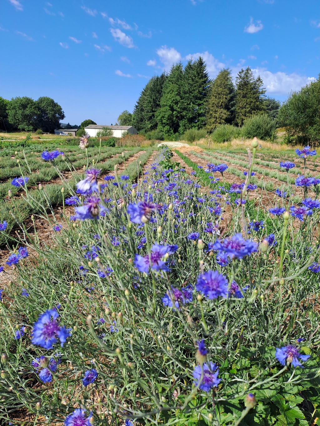 plantes aromatiques et médicinales bio infusions sels aux herbes,
