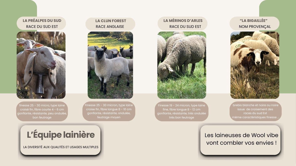 Sans Elles pas de laine !