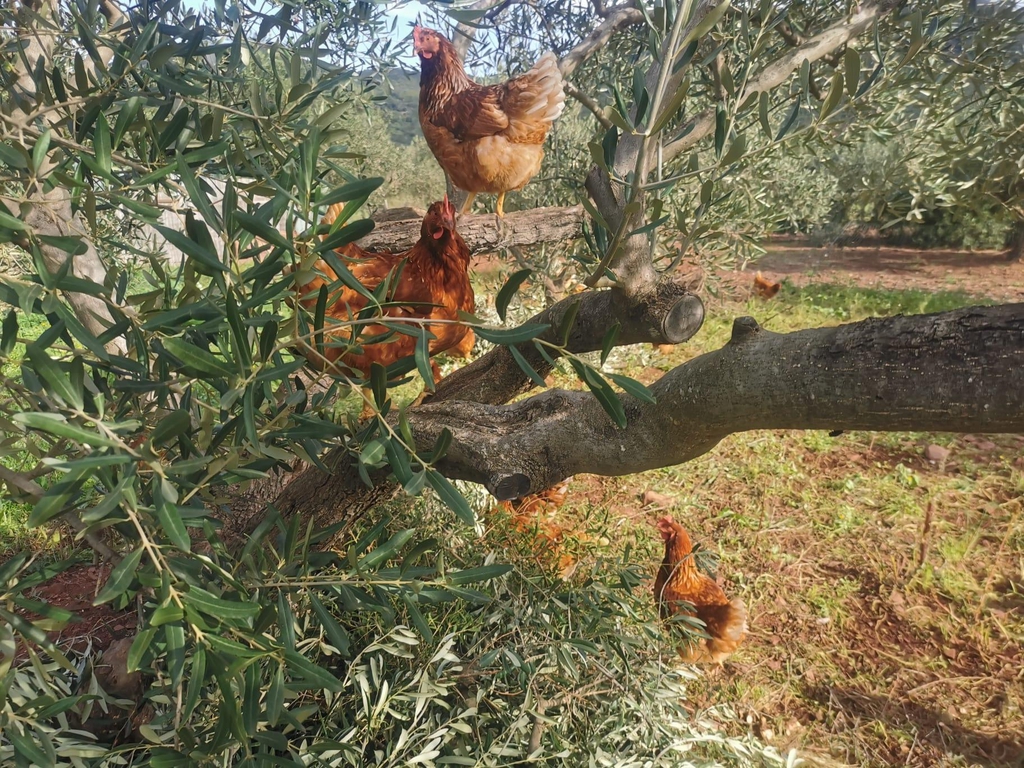Les Poules sous les Oliviers
