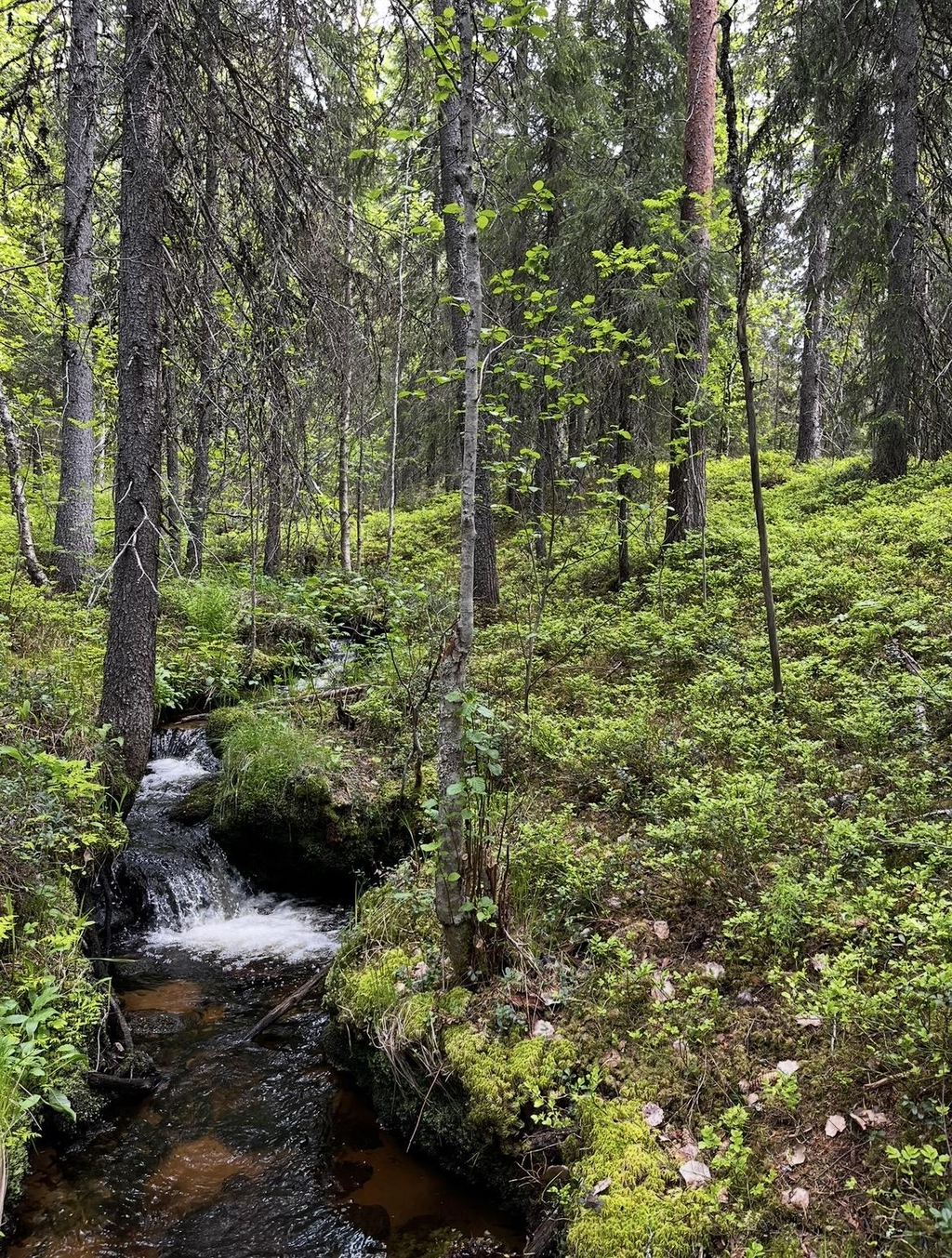 suomen luonto, kuva lappilaisesta metsästä