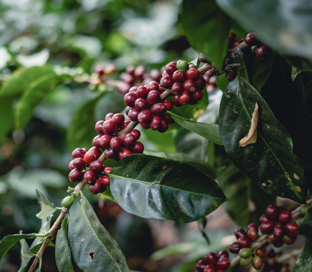 Raritäten für Kaffeekenner - wie zum Beispiel die edle Arabicavarietät Maragogype, deren Kaffeekirschen hier im Bild zu sehen sind, verbergen sich unter diese Rubrik 