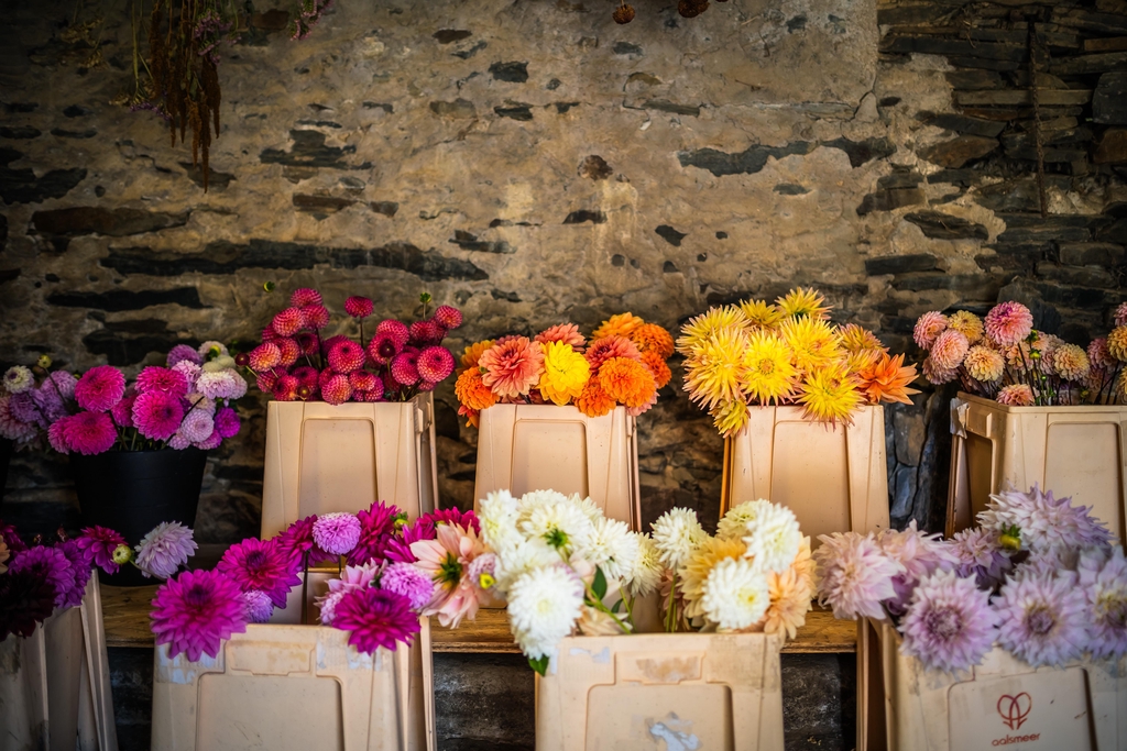 Collection de dahlias ferme florale finistere
