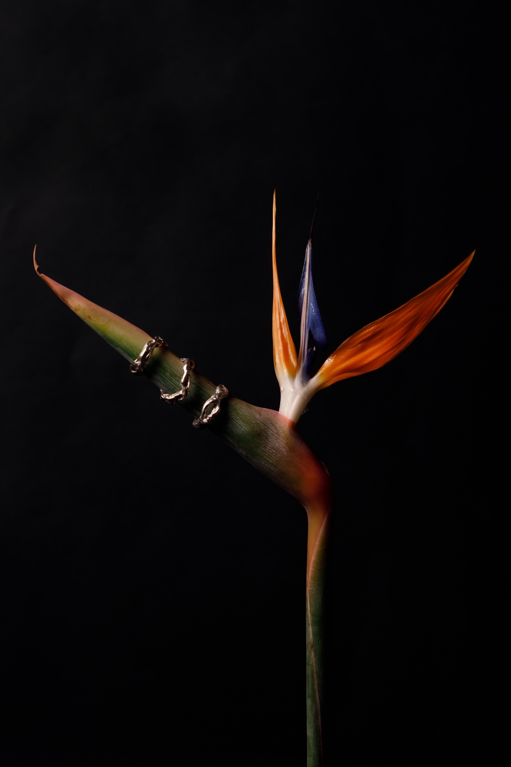 All pictures taken by pictjer.ch