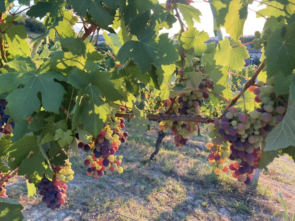 Onze passie is wijnen vinden die de wijnboer liever zelf opdrinkt