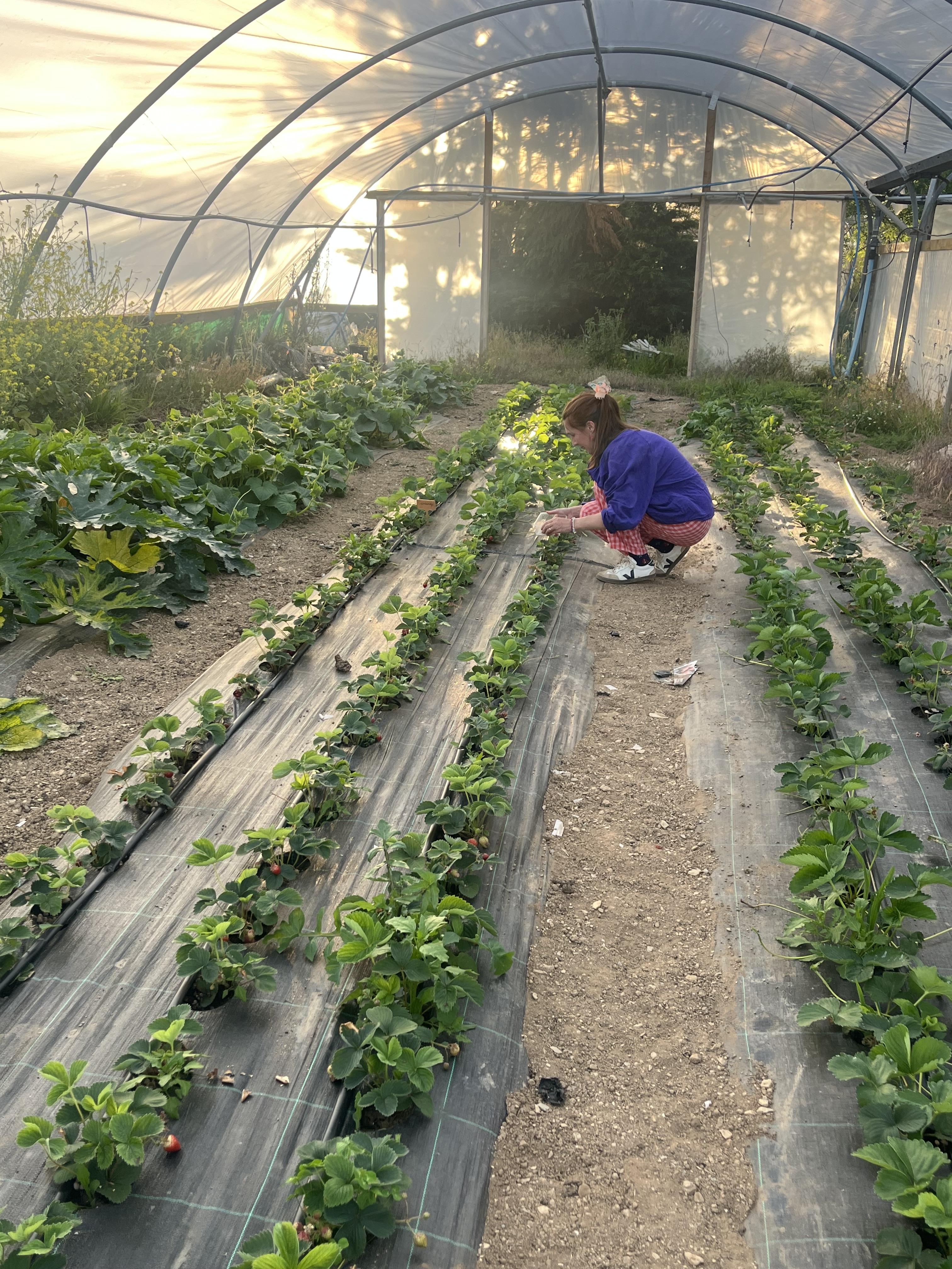 Picking strawberries for Gweek Village Stores