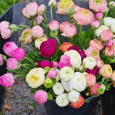 Flowers from Hoskens flower and veg farm