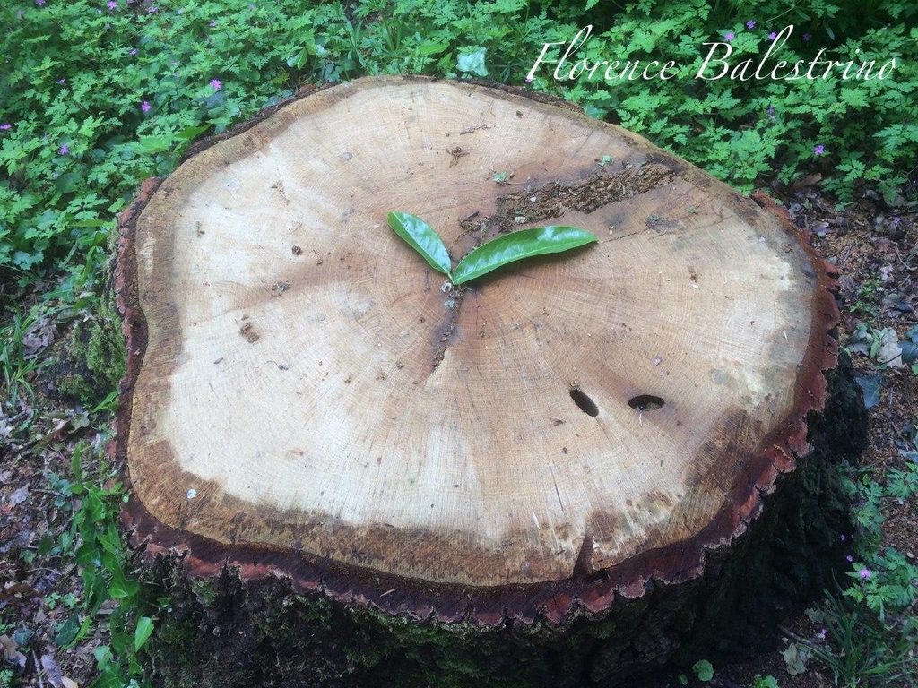 Boutique Florence Balestrino