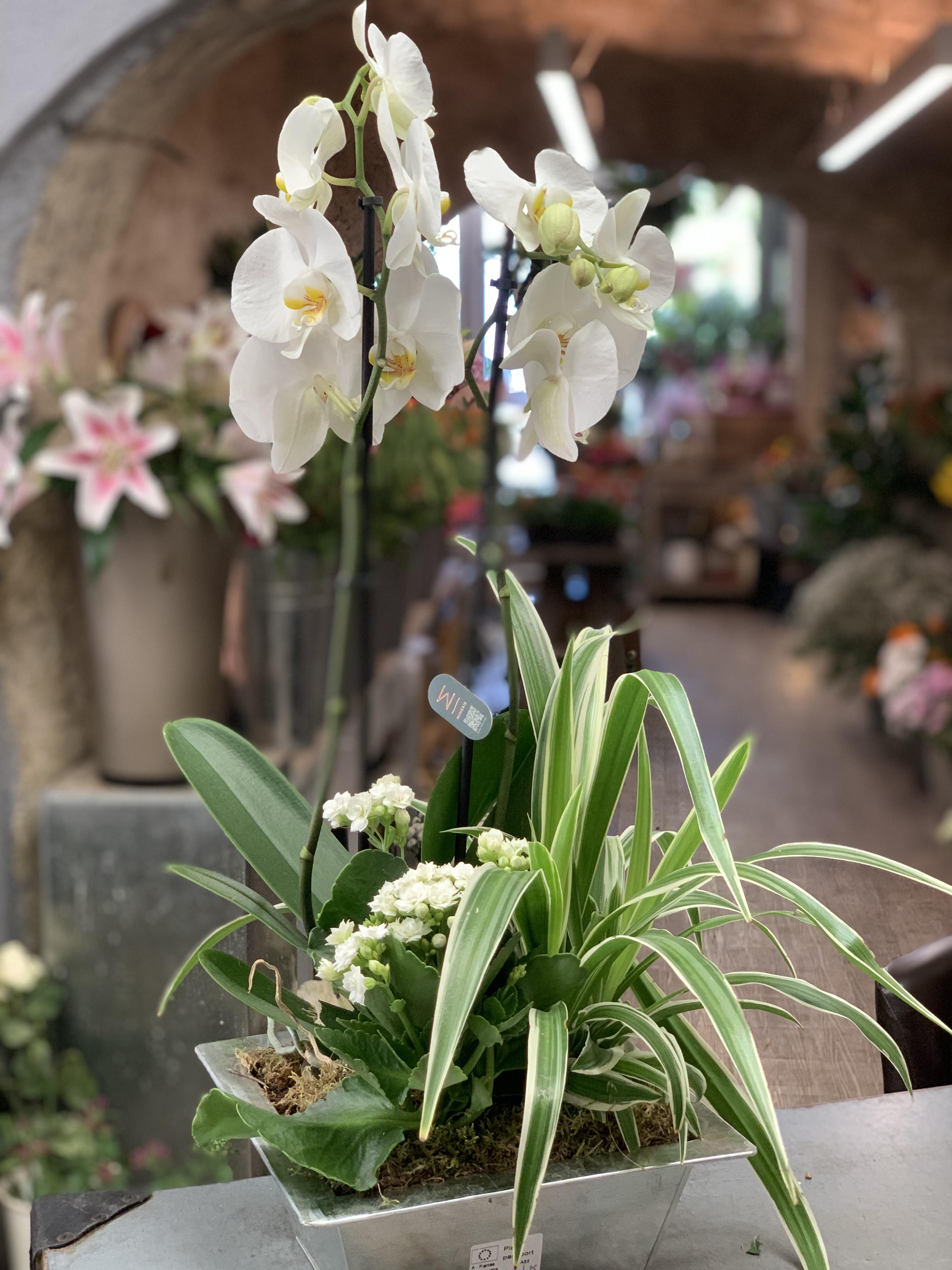 Plantes