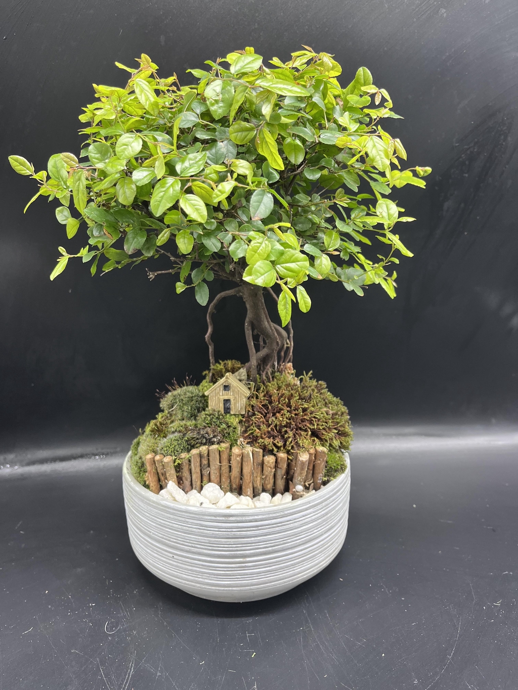 bonsai