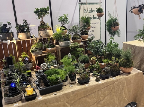 Kokedama bonsaï penjing micro jardin japonais
