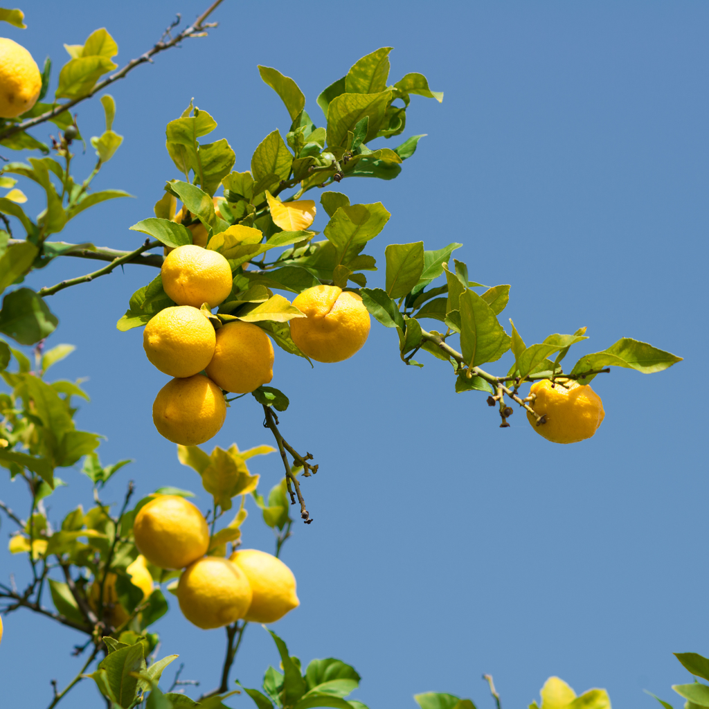 banner_image