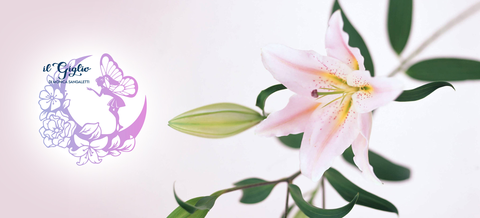 Il Giglio di Sangaletti Monica